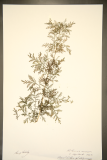 Artemisia annua RCPGdnHerbarium (198).JPG